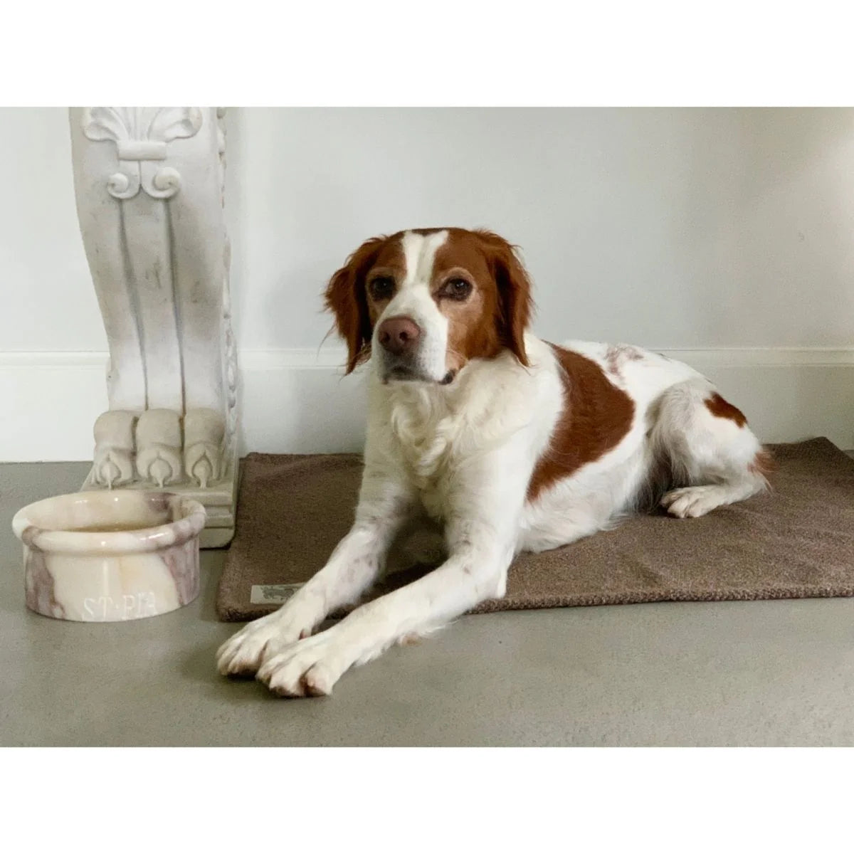 Sandy Cat + Dog Blanket