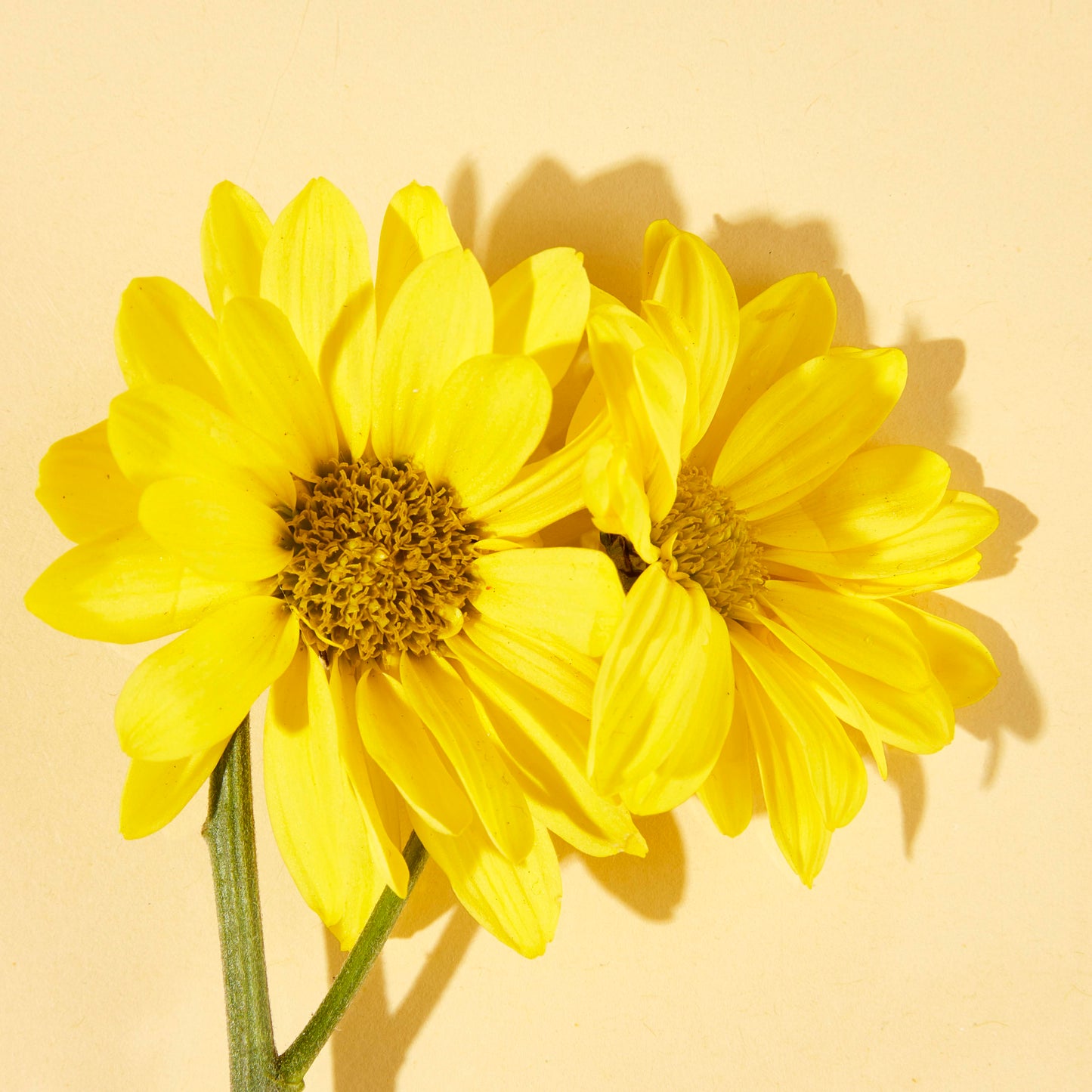 SPICY ALMOND DRY OIL - TATLI BADEM YAĞI İÇEREN ÇOK AMAÇLI KURUYAĞ