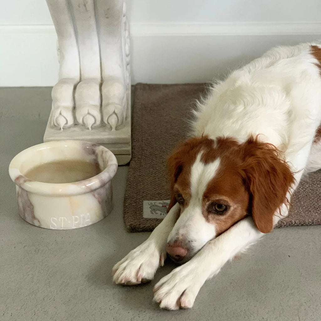 Sandy Kedi + Köpek Battaniyesi